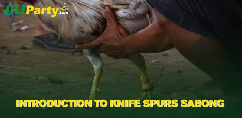 Introduction to Knife Spurs Sabong